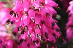Winterheide WINTER LADIES ® 'Sarah' - Erica carnea WINTER LADIES ® 'Sarah'