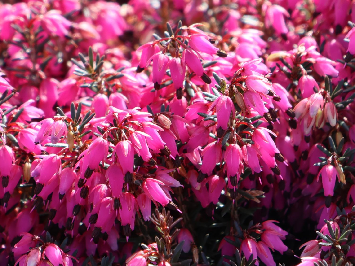 Winterheide WINTER LADIES ® 'Sarah' - Erica carnea WINTER LADIES ® 'Sarah'