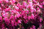 Winterheide WINTER LADIES ® 'Sarah' - Erica carnea WINTER LADIES ® 'Sarah'