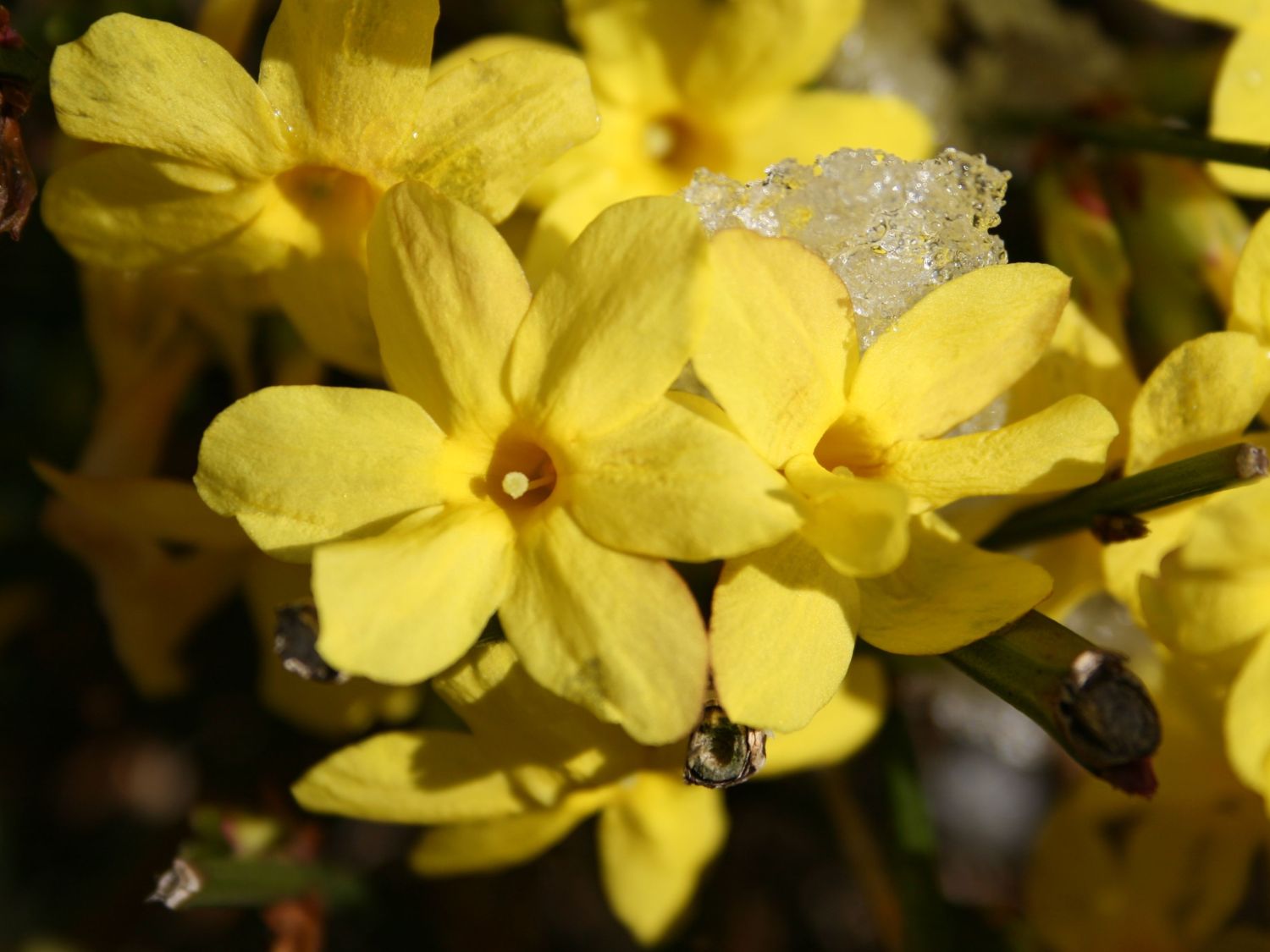 Winterjasmin - Jasminum nudiflorum