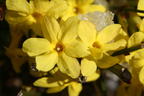 Winterjasmin - Jasminum nudiflorum