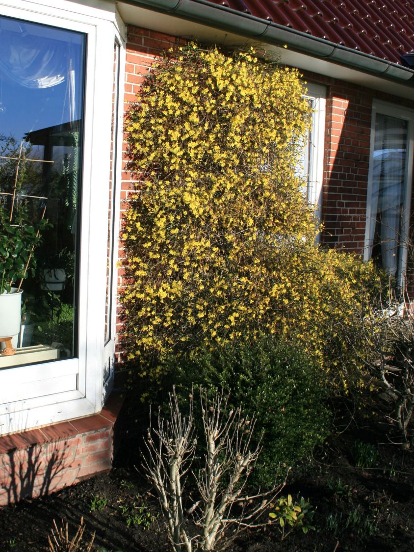 Winterjasmin - Jasminum nudiflorum