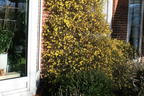 Winterjasmin - Jasminum nudiflorum
