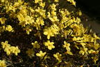 Winterjasmin - Jasminum nudiflorum