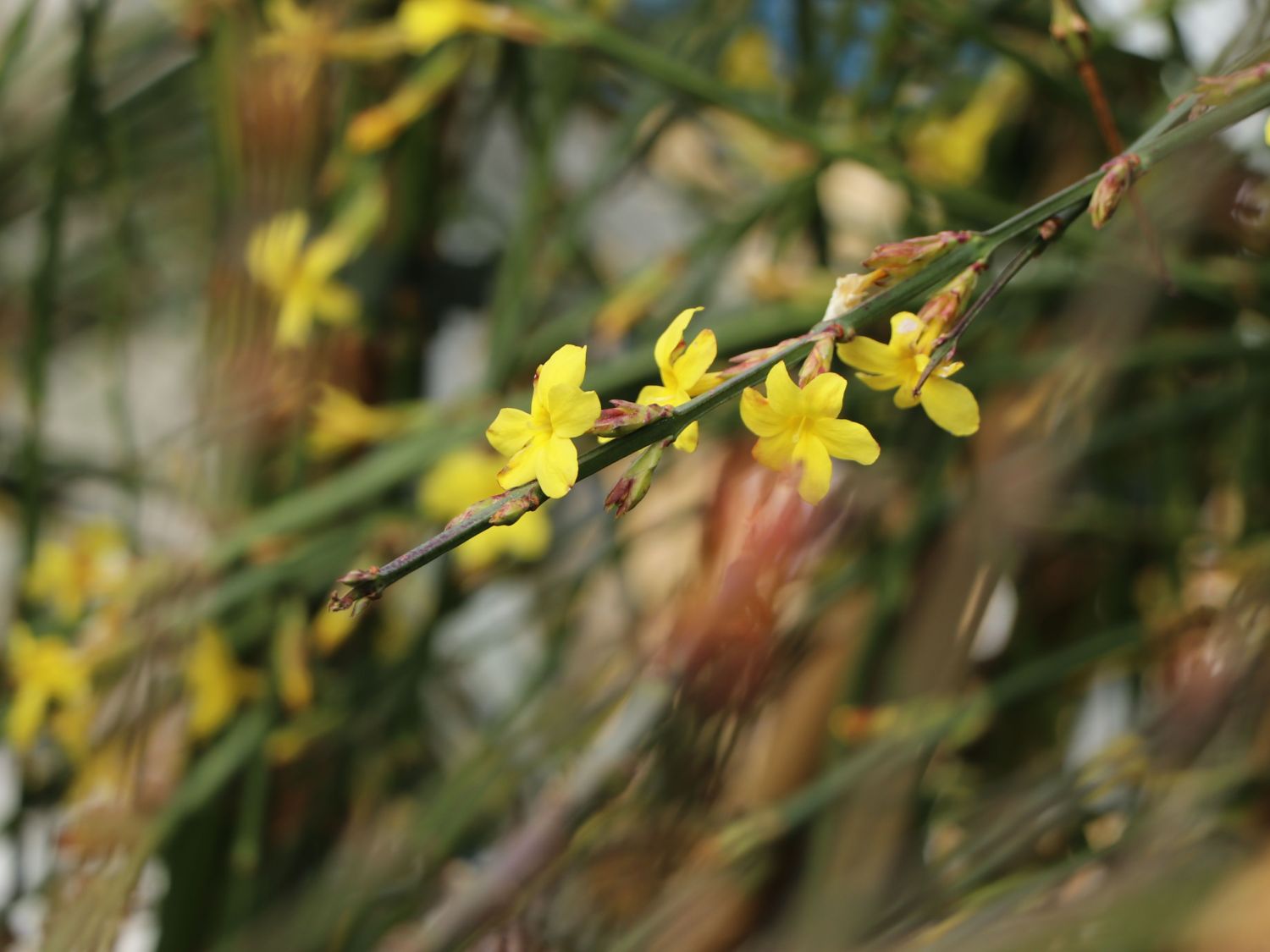 Winterjasmin - Jasminum nudiflorum