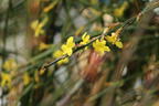 Winterjasmin - Jasminum nudiflorum