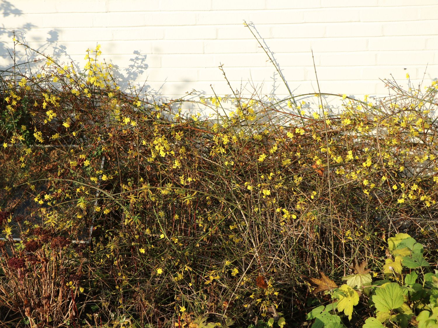 Winterjasmin - Jasminum nudiflorum