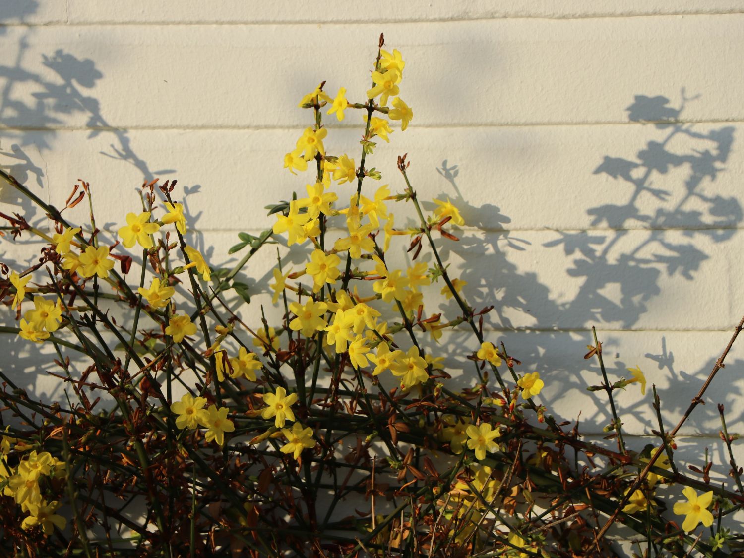 Winterjasmin - Jasminum nudiflorum