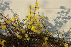 Winterjasmin - Jasminum nudiflorum