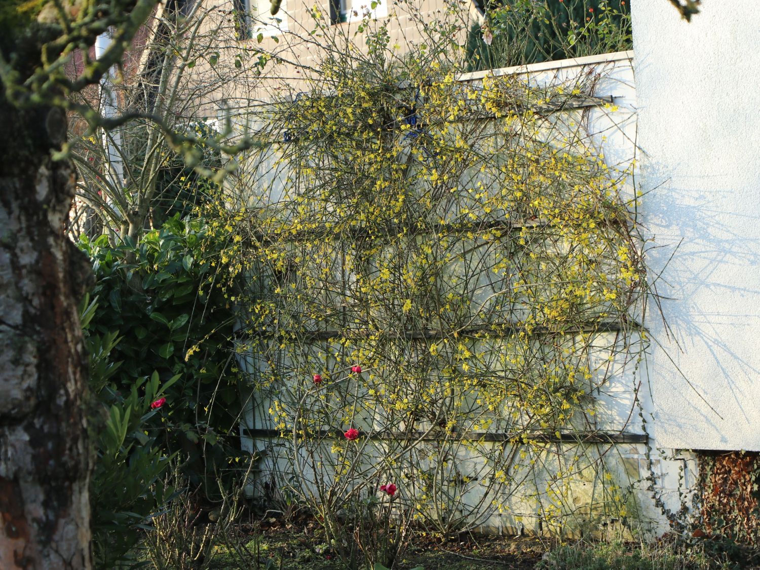 Winterjasmin - Jasminum nudiflorum