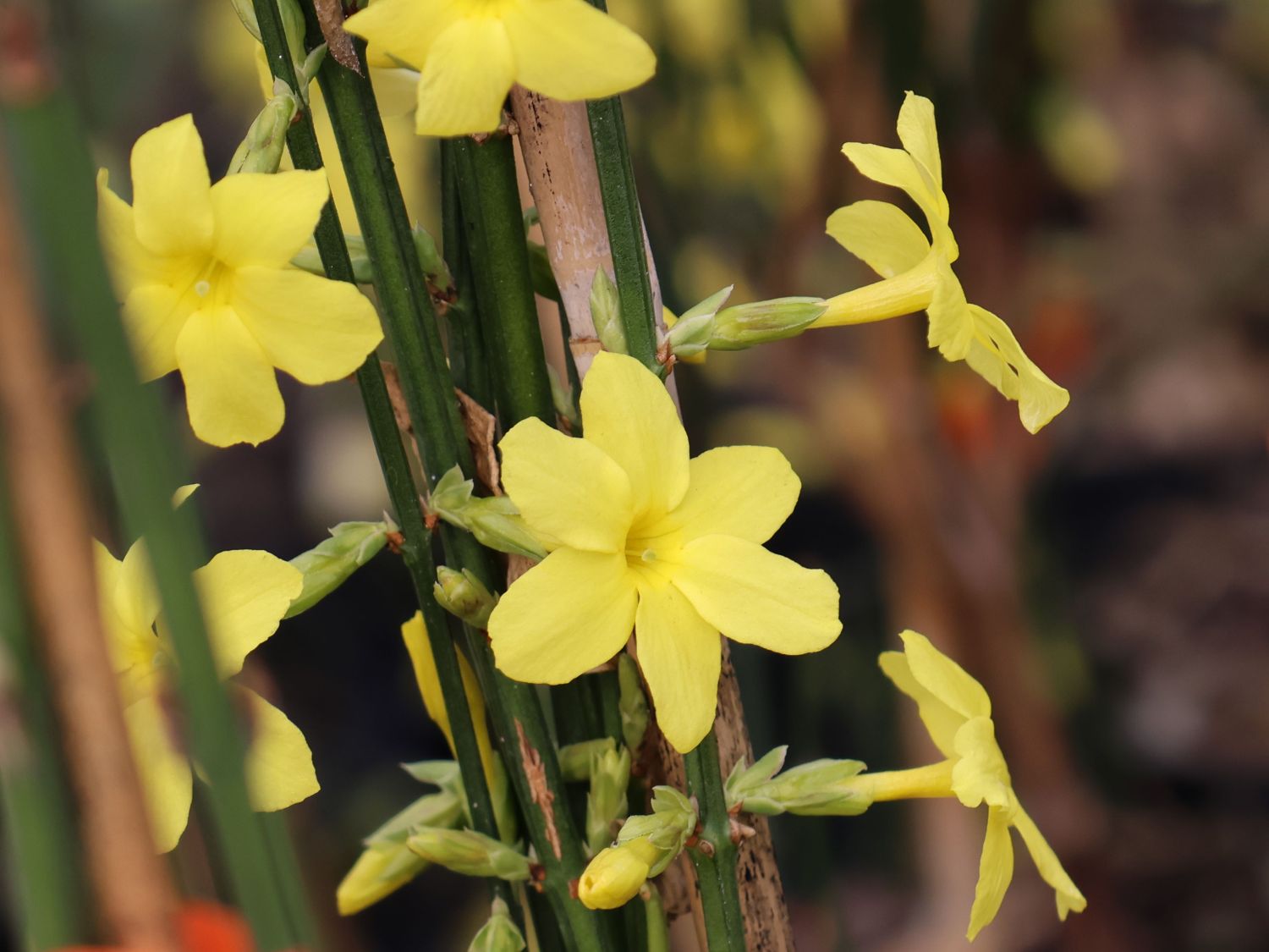 Winterjasmin - Jasminum nudiflorum