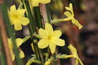 Winterjasmin - Jasminum nudiflorum