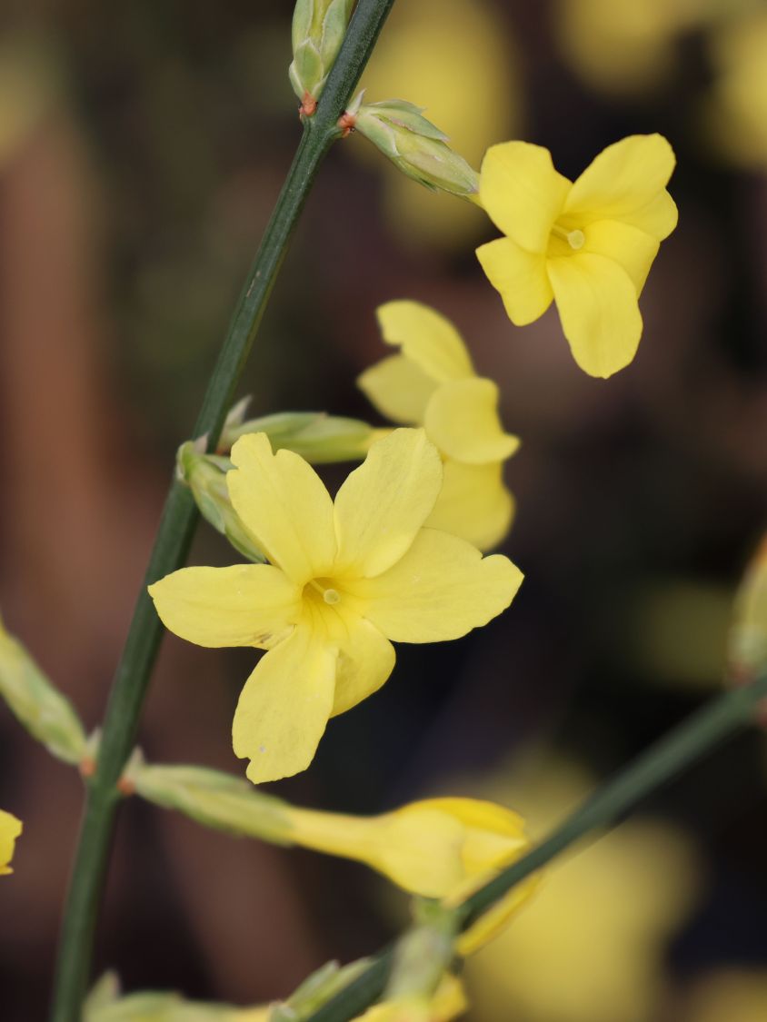 Winterjasmin - Jasminum nudiflorum