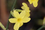 Winterjasmin - Jasminum nudiflorum