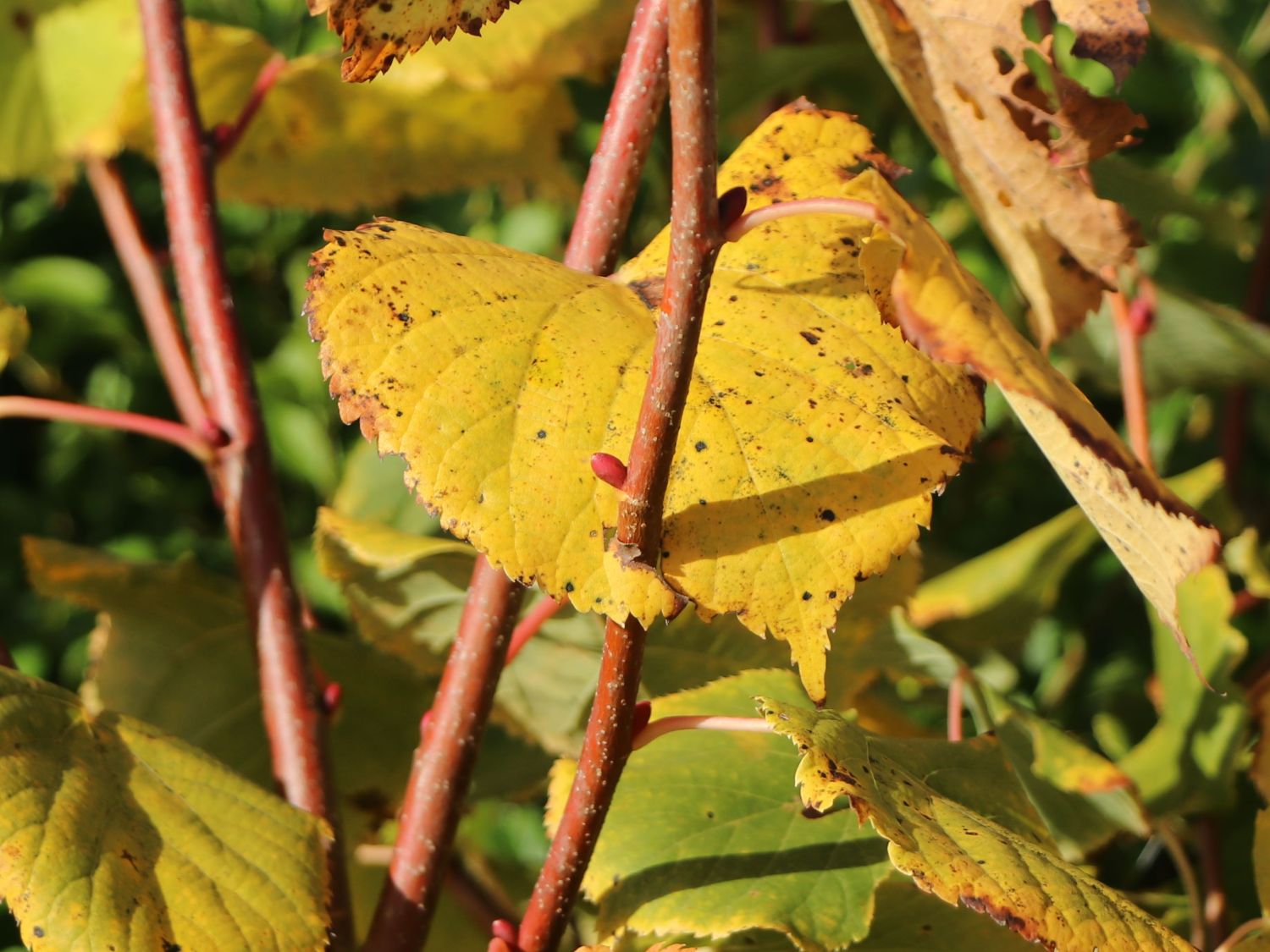 Winterlinde 'Winter Orange' - Tilia cordata 'Winter Orange'