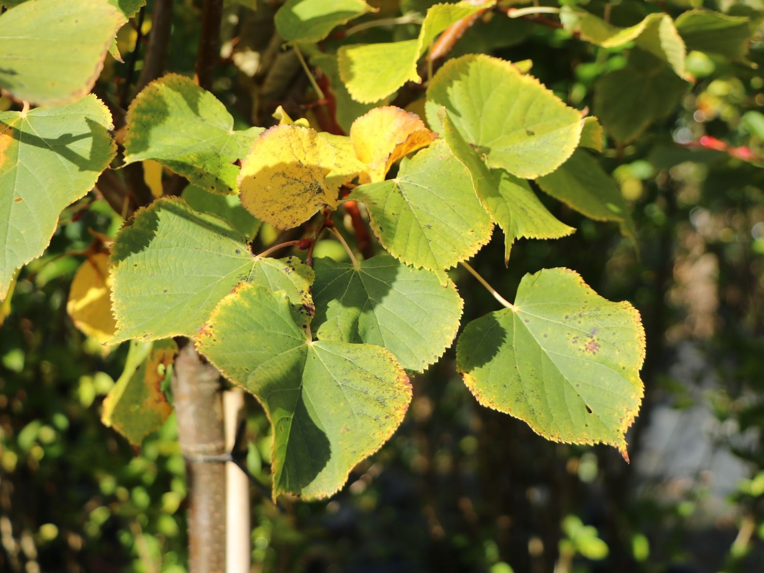 Winterlinde 'Winter Orange' - Tilia cordata 'Winter Orange'