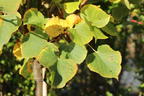 Winterlinde 'Winter Orange' - Tilia cordata 'Winter Orange'