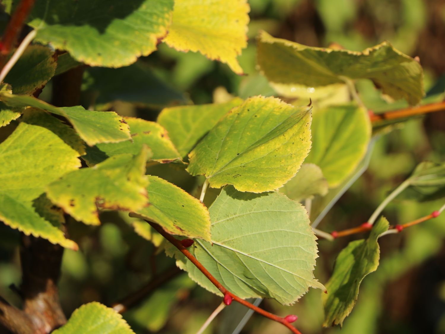 Winterlinde 'Winter Orange' - Tilia cordata 'Winter Orange'