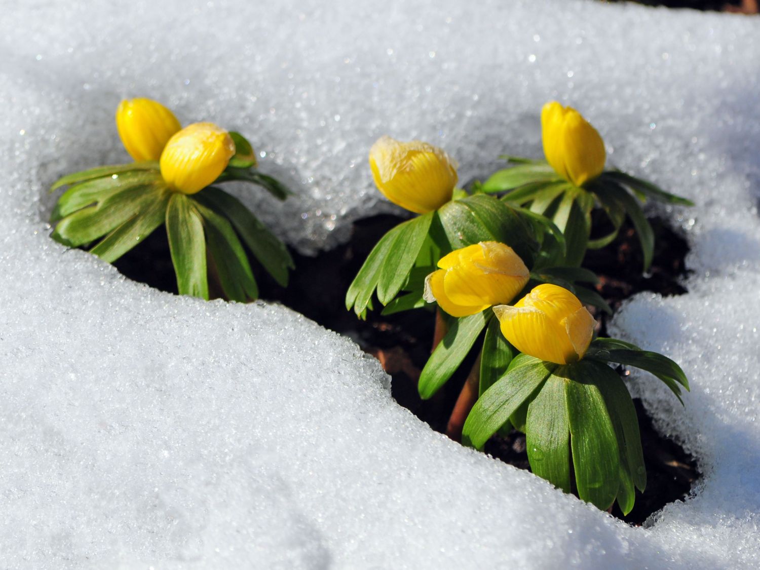 Winterlinge (Eranthis)