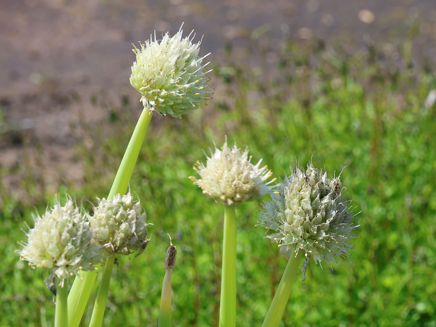 Winterzwiebel - Allium fistulosum