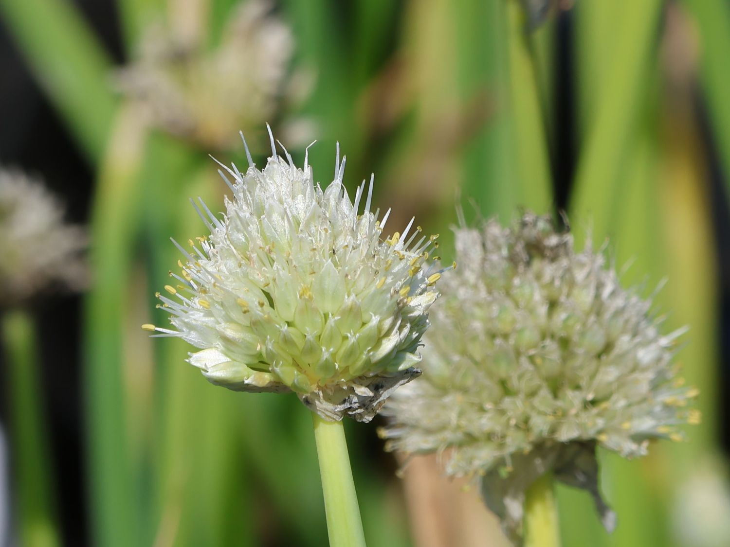 Winterzwiebel - Allium fistulosum