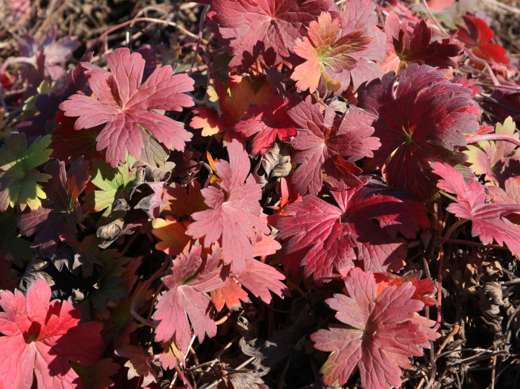 Sibirischer / Wlassovs Storchschnabel - Geranium wlassovianum