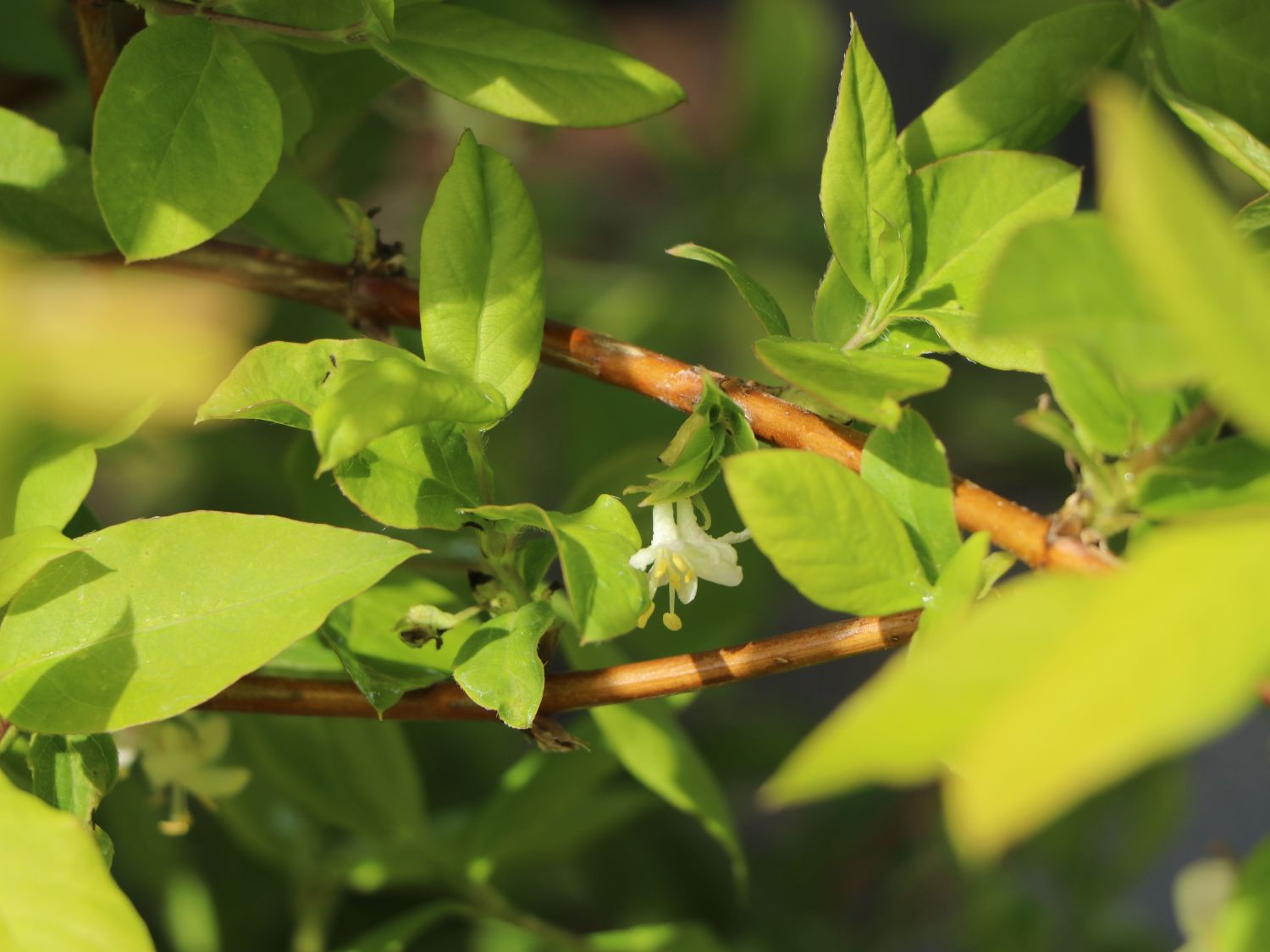 Wohlriechende Heckenkirsche - Lonicera fragrantissima