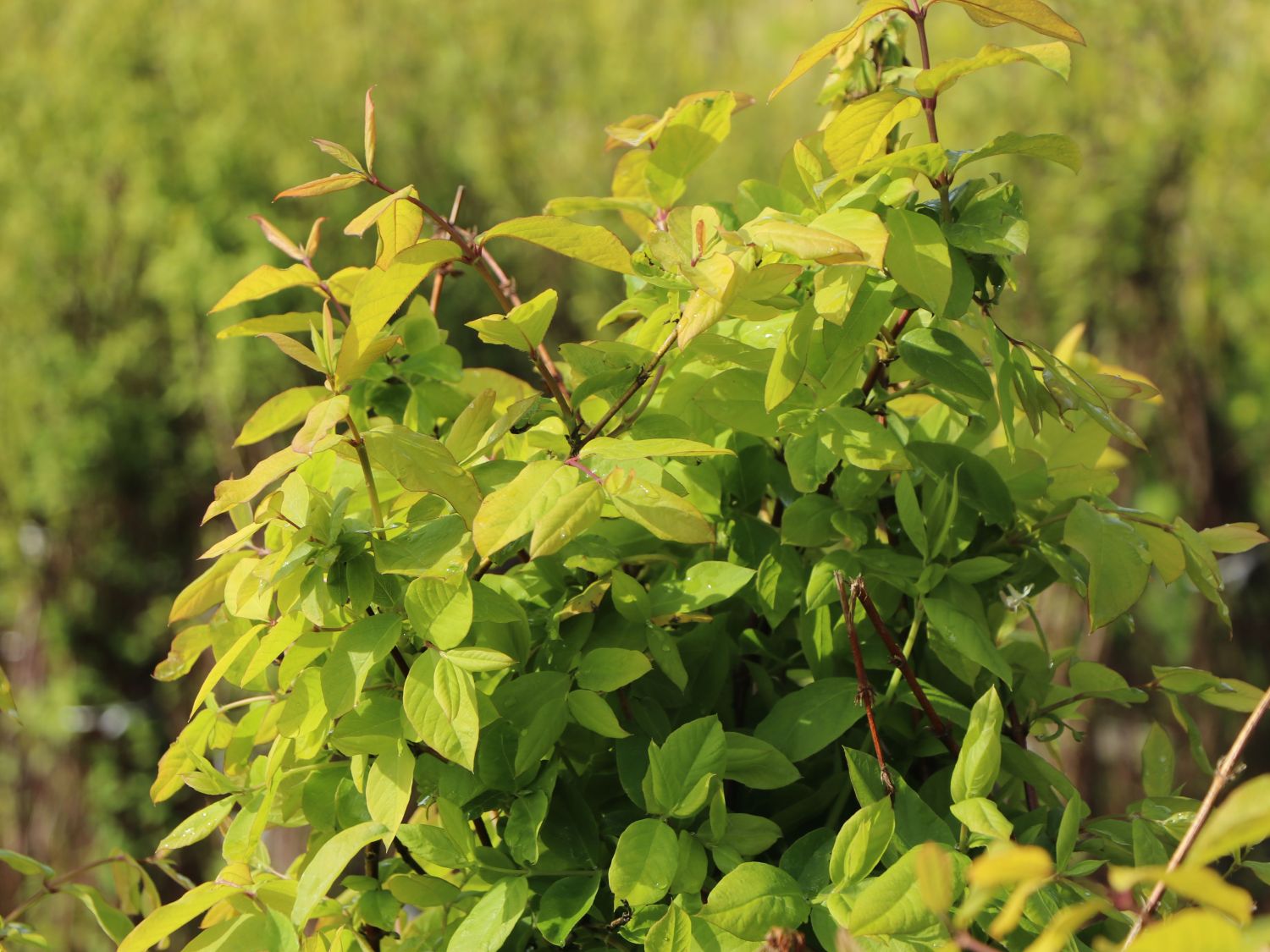 Wohlriechende Heckenkirsche - Lonicera fragrantissima