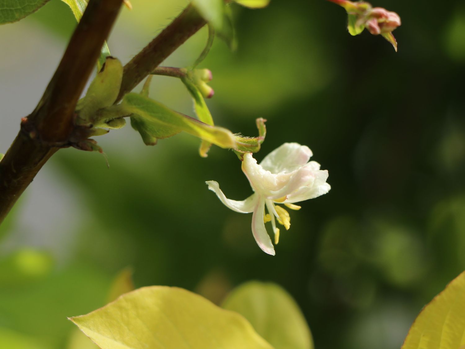 Wohlriechende Heckenkirsche - Lonicera fragrantissima