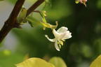 Wohlriechende Heckenkirsche - Lonicera fragrantissima