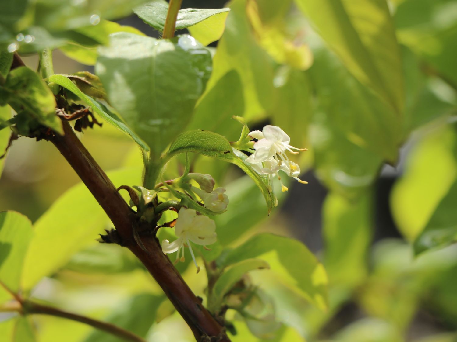 Wohlriechende Heckenkirsche - Lonicera fragrantissima