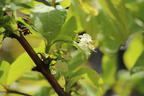 Wohlriechende Heckenkirsche - Lonicera fragrantissima