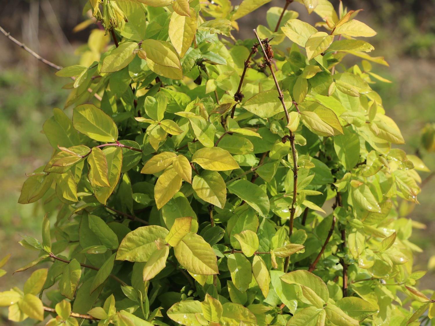 Wohlriechende Heckenkirsche - Lonicera fragrantissima