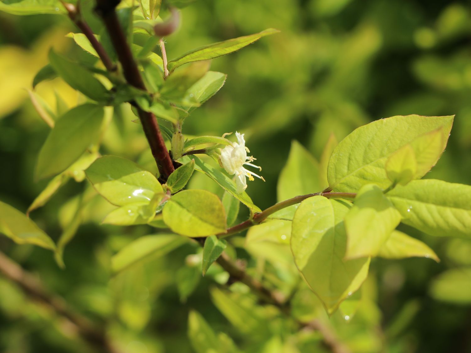 Wohlriechende Heckenkirsche - Lonicera fragrantissima