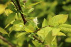 Wohlriechende Heckenkirsche - Lonicera fragrantissima
