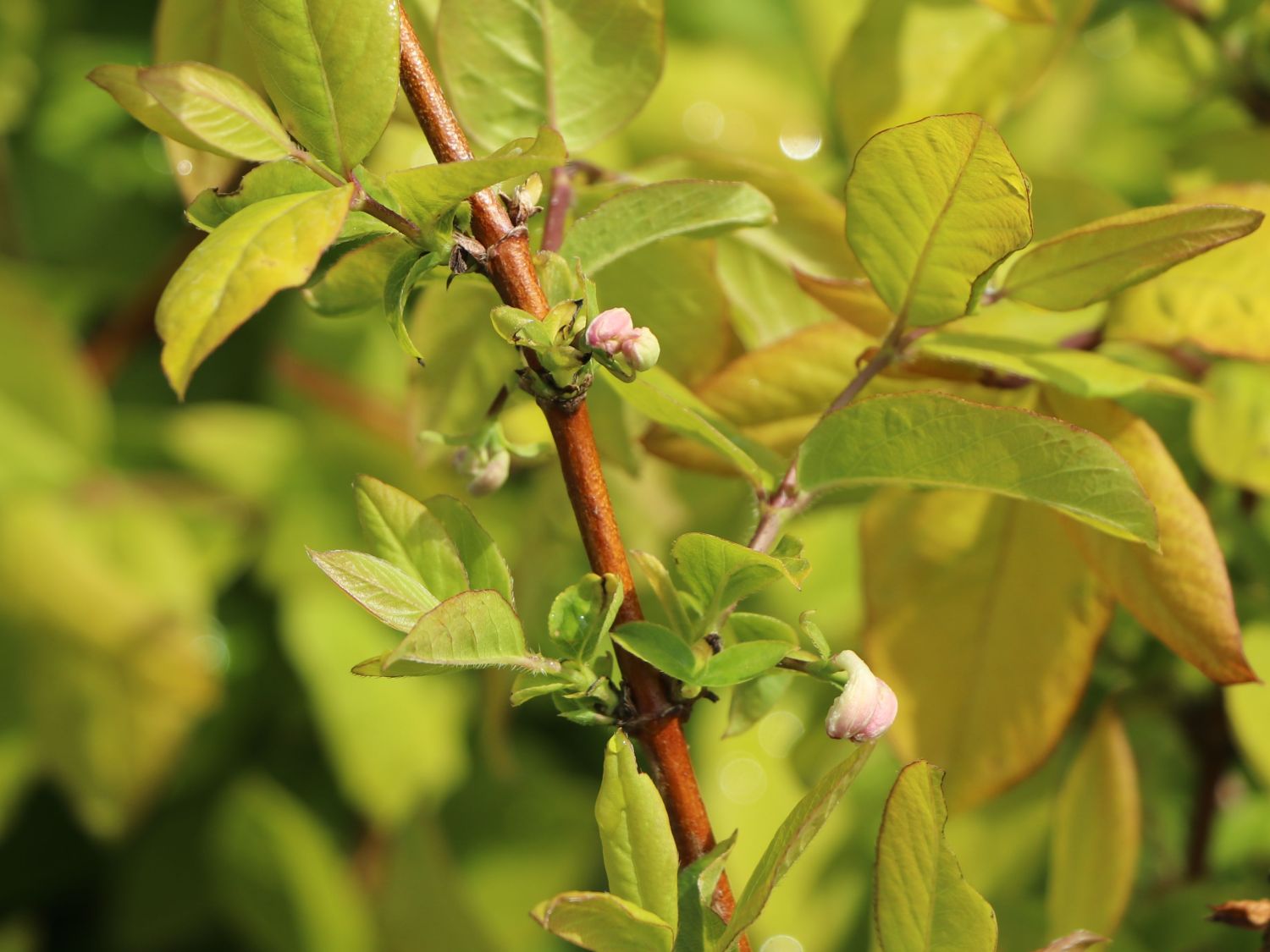 Wohlriechende Heckenkirsche - Lonicera fragrantissima