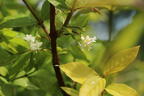 Wohlriechende Heckenkirsche - Lonicera fragrantissima