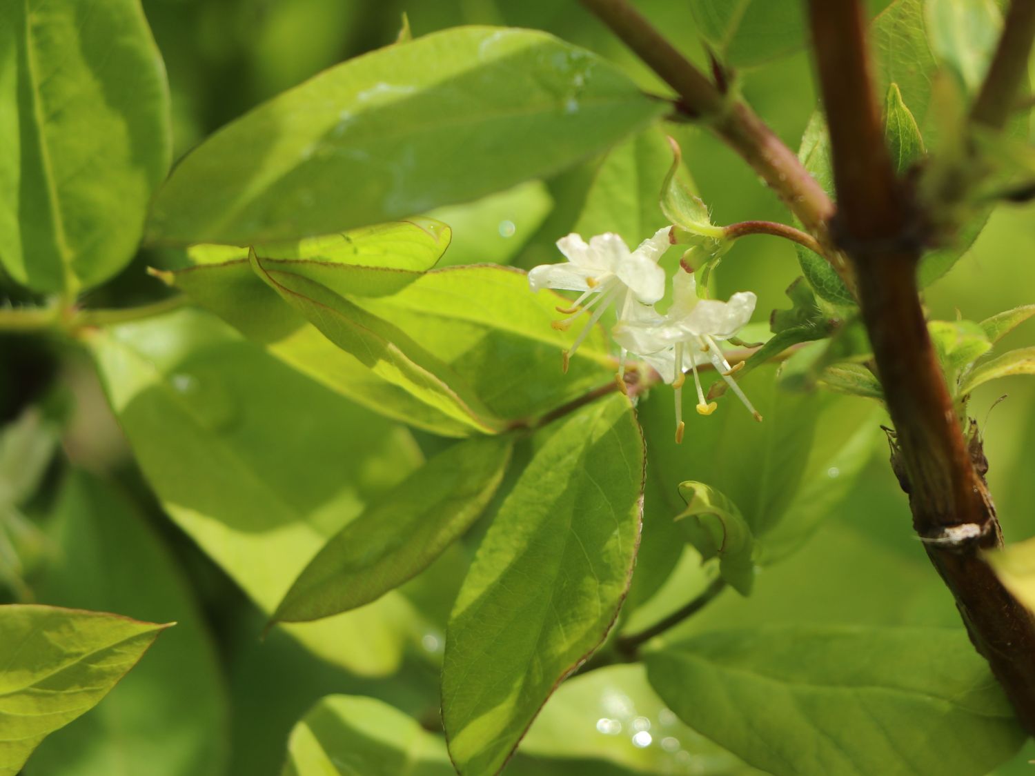 Wohlriechende Heckenkirsche - Lonicera fragrantissima