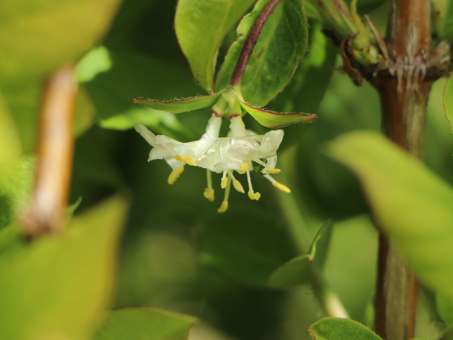 Wohlriechende Heckenkirsche - Lonicera fragrantissima