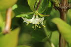 Wohlriechende Heckenkirsche - Lonicera fragrantissima