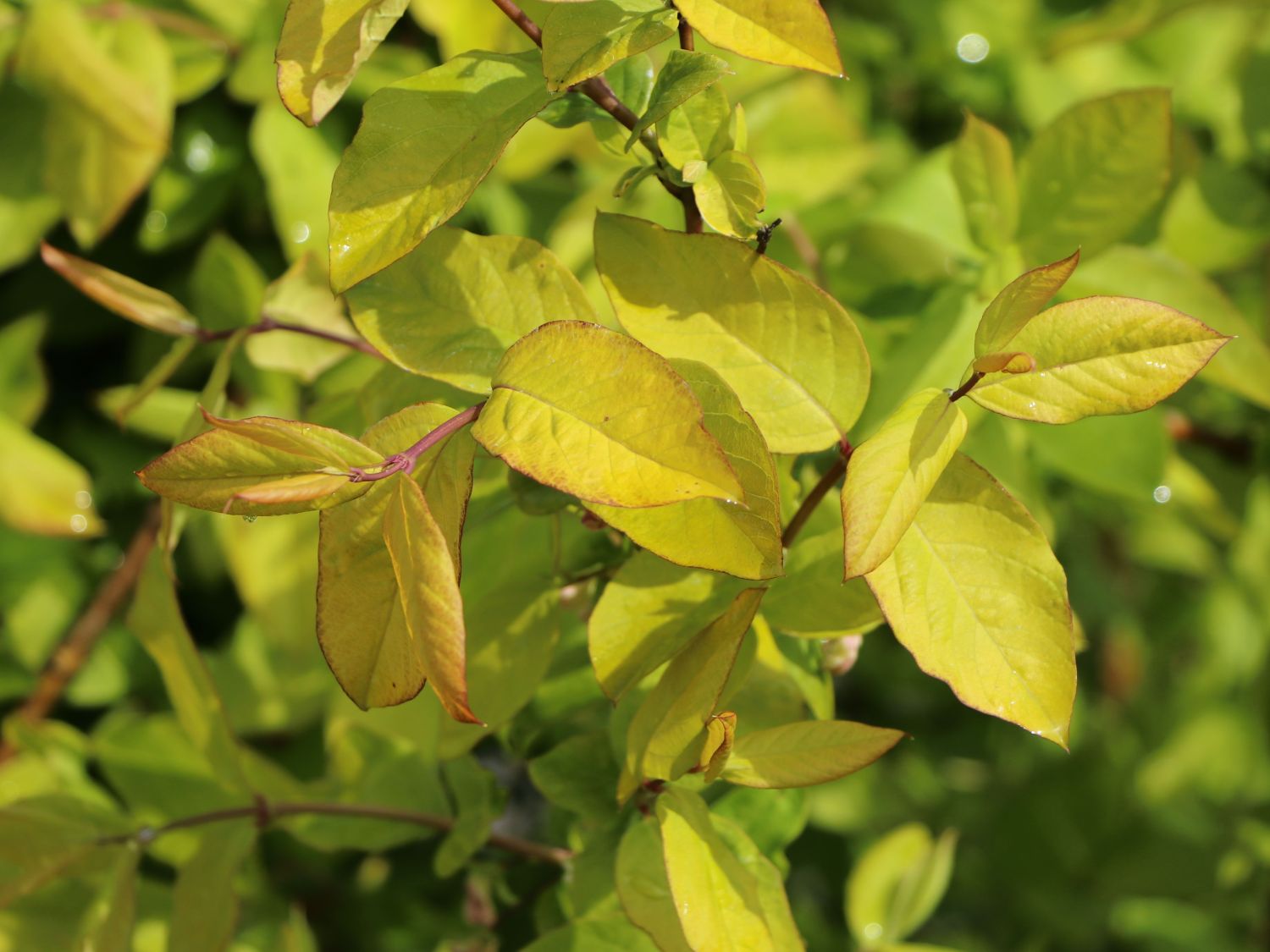 Wohlriechende Heckenkirsche - Lonicera fragrantissima