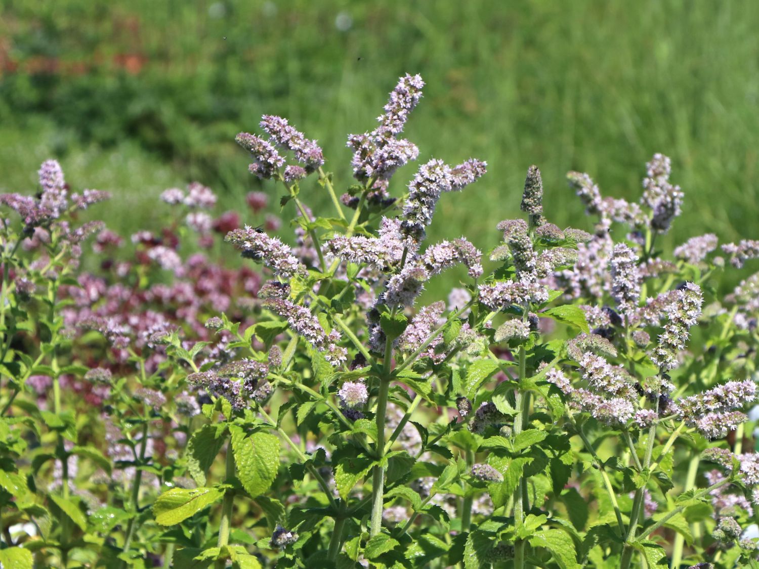 Wohlriechende Minze