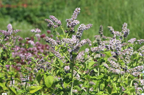 Wohlriechende Minze - Mentha suaveolens
