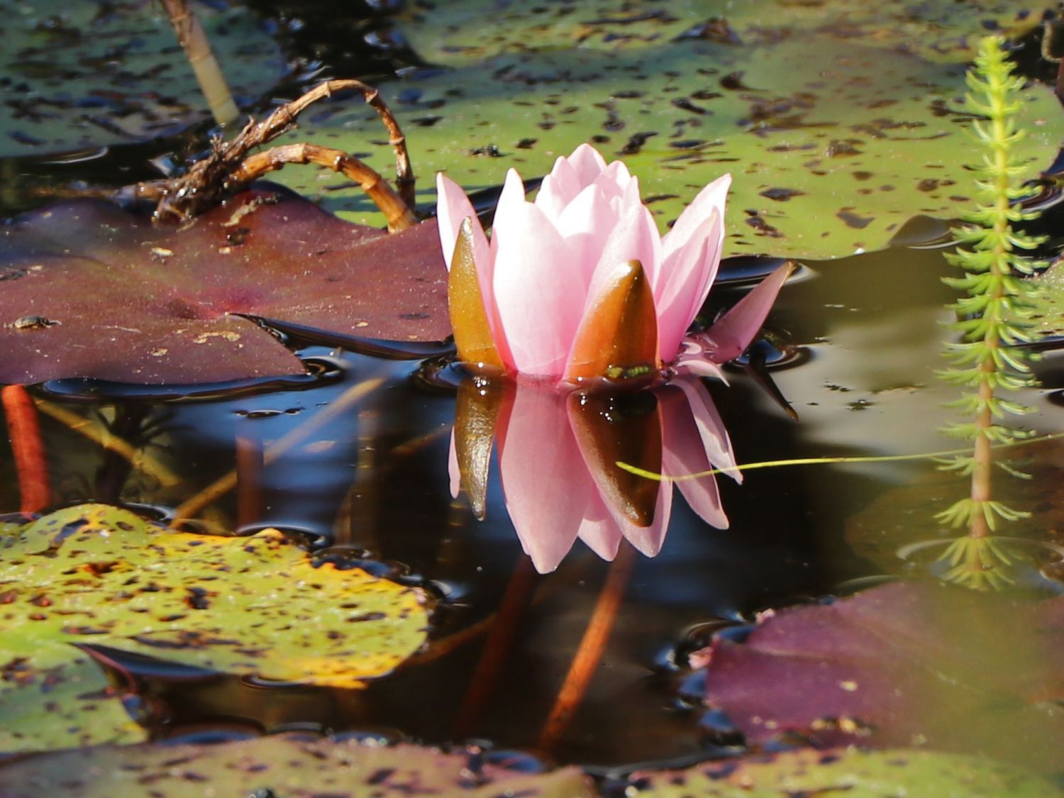 Wohlriechende Seerose 'Rosennymphe' - Nymphaea odorata 'Rosennymphe'