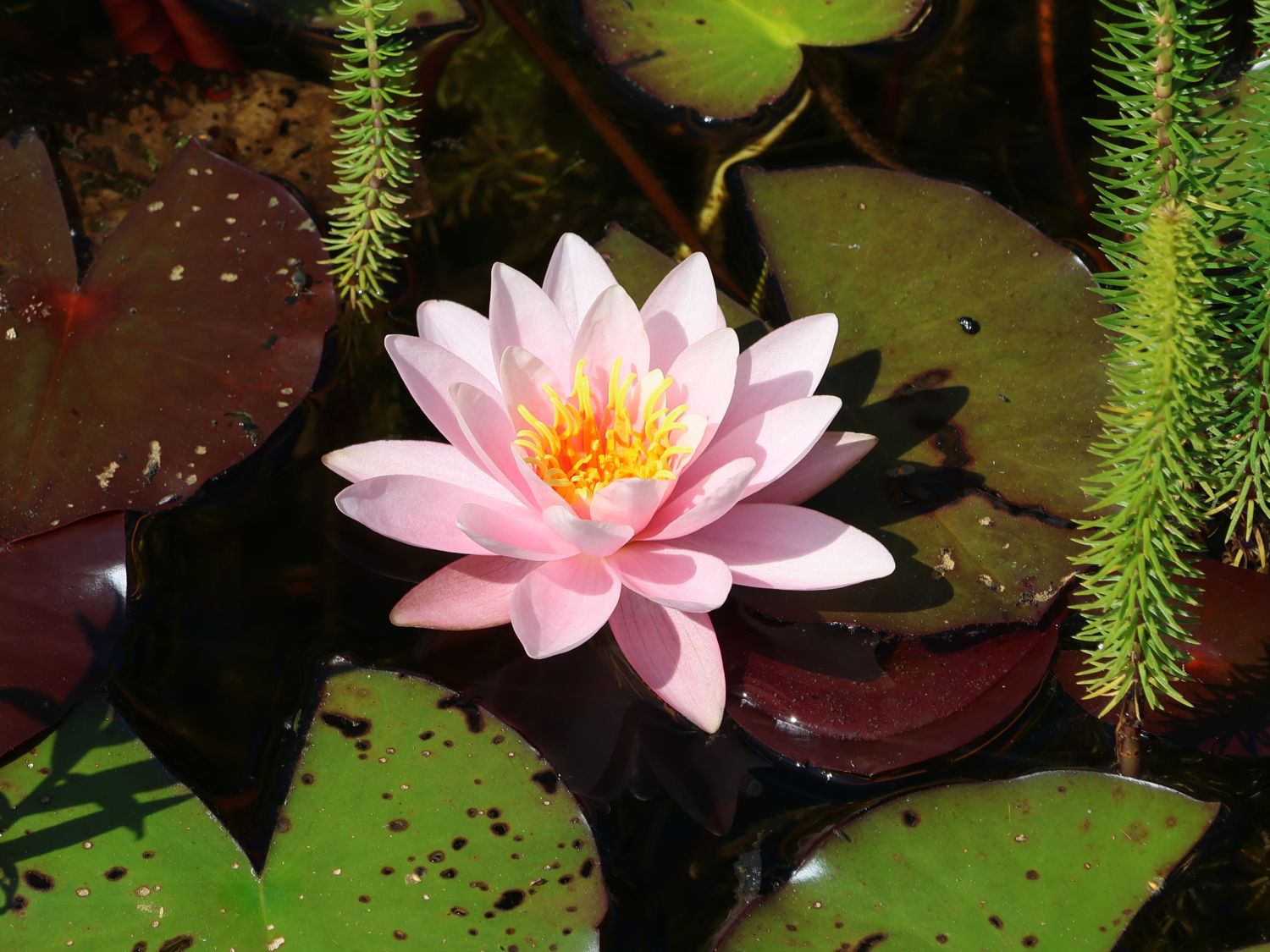 Wohlriechende Seerose 'Rosennymphe' - Nymphaea odorata 'Rosennymphe'