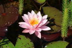 Wohlriechende Seerose 'Rosennymphe' - Nymphaea odorata 'Rosennymphe'