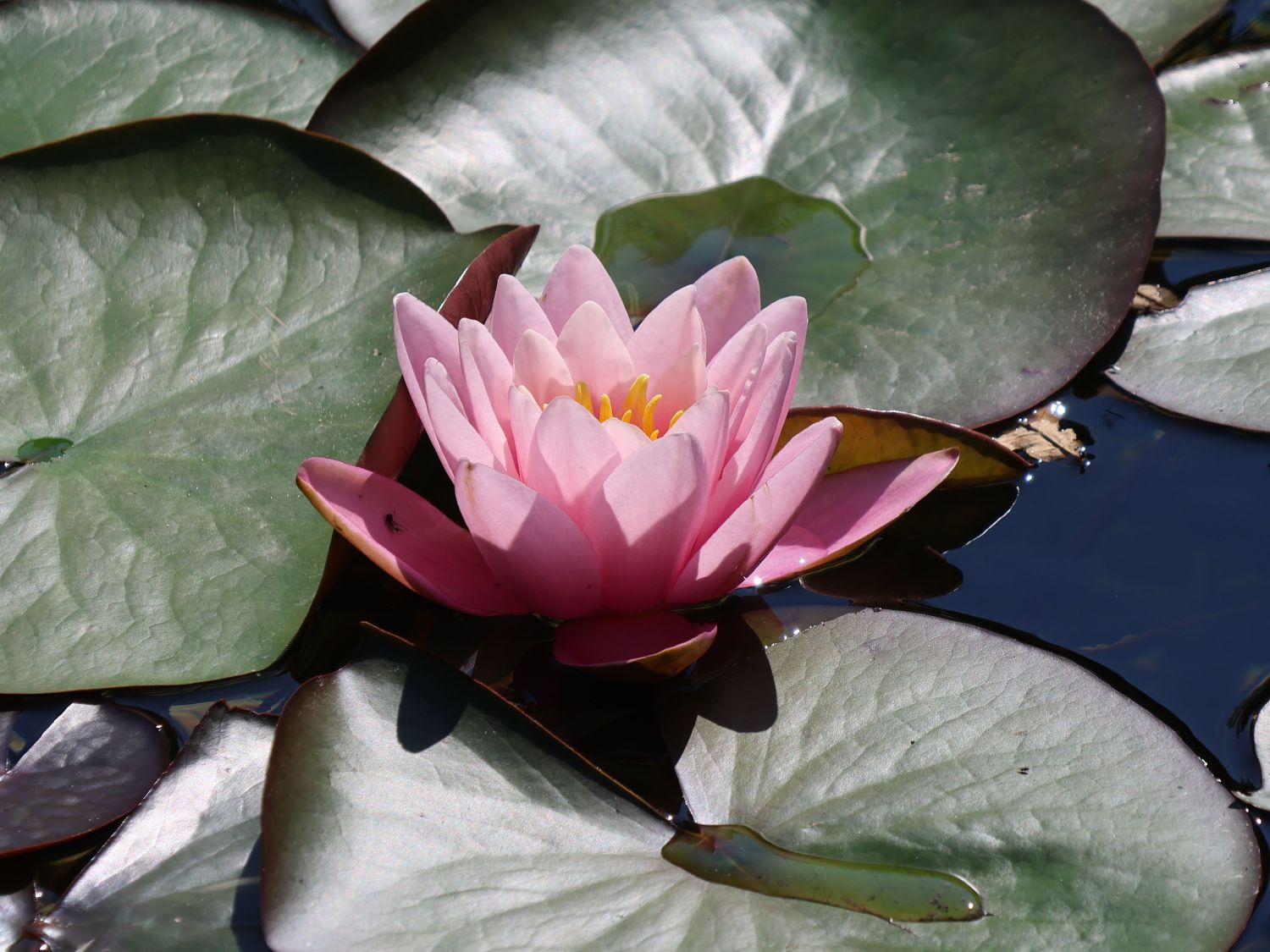 Wohlriechende Seerose 'Rosennymphe' - Nymphaea odorata 'Rosennymphe'