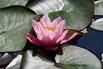 Wohlriechende Seerose 'Rosennymphe' - Nymphaea odorata 'Rosennymphe'