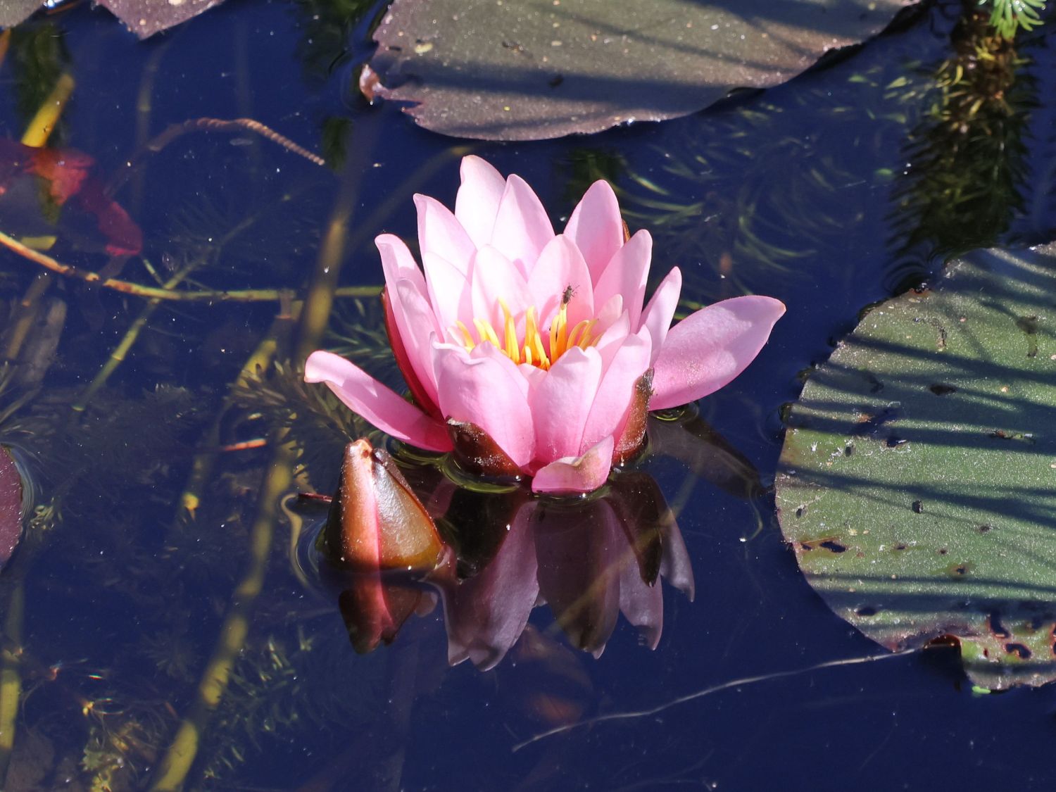 Wohlriechende Seerose 'Rosennymphe' - Nymphaea odorata 'Rosennymphe'