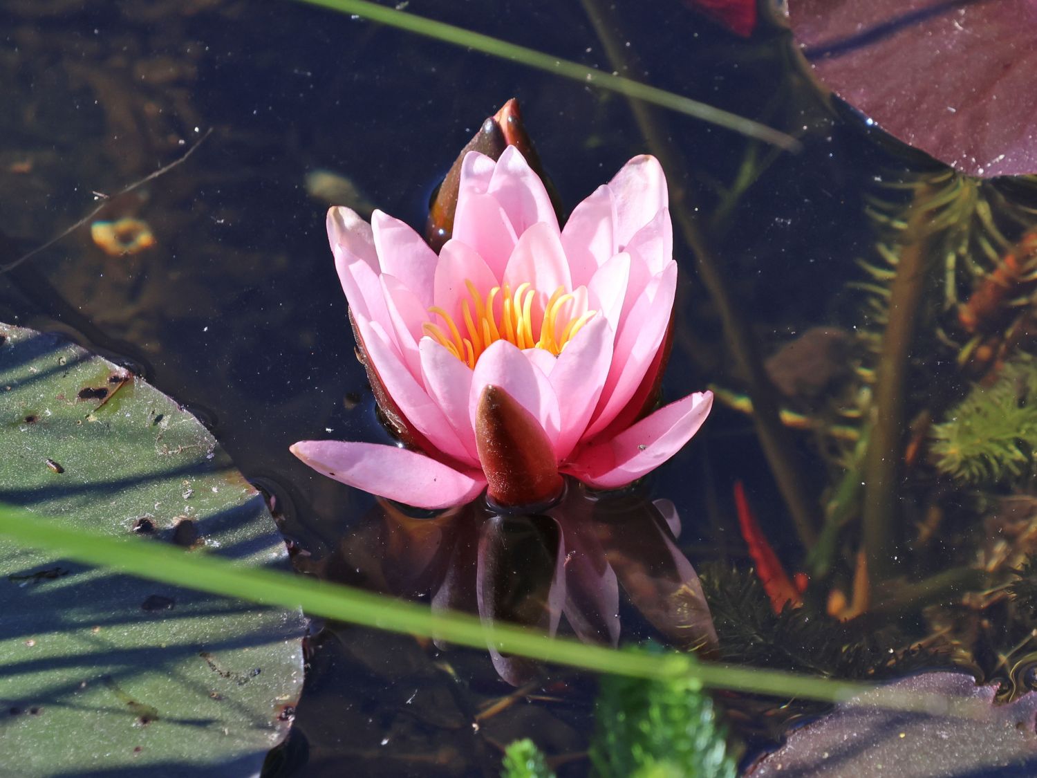 Wohlriechende Seerose 'Rosennymphe' - Nymphaea odorata 'Rosennymphe'